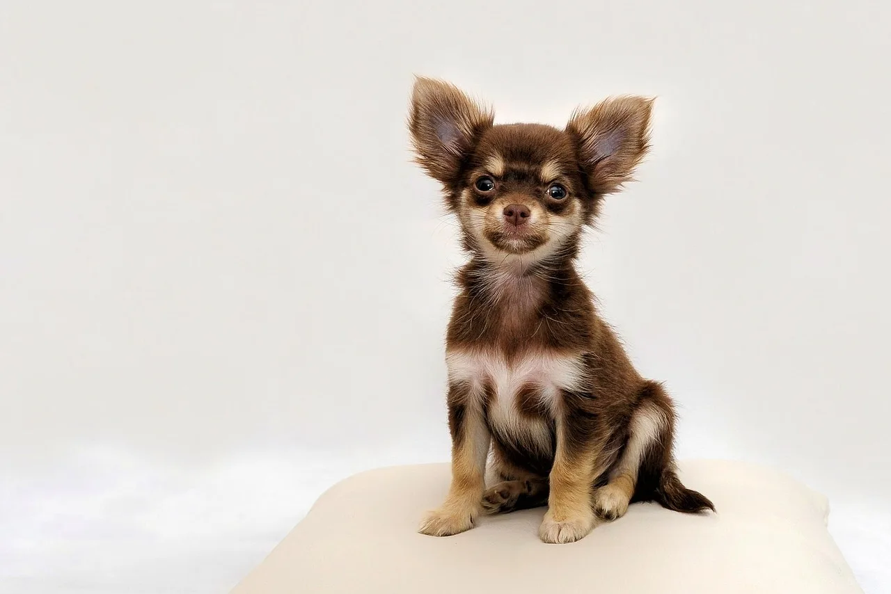 chihuahua, small dog, animal, dog, pet, chiwawa, cute, purebred dog, small